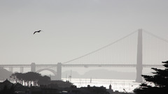 Bridge monochrome golden gate bridge City landscape