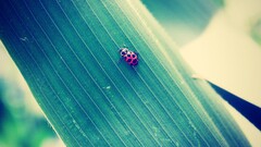 Bug insect macro Animals