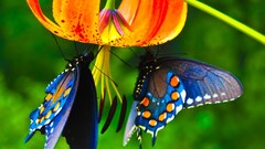 butterfly Animals Flowers insect