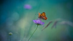 butterfly Flowers insect Animals Plants