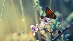 butterfly Flowers insect Plants macro depth of field Animals