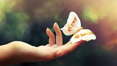 butterfly hands Animals insect Women