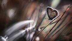 butterfly insect Animals