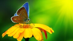 butterfly insect Animals vibrant