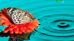 butterfly insect Animals water drops