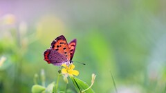 butterfly insect Flowers Animals