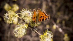 butterfly macro insect Animals Plants