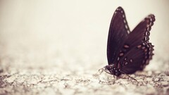 butterfly macro insect Animals