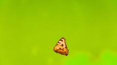 butterfly Minimalism insect Animals