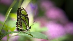 butterfly Plants bokeh insect Animals