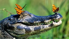 butterfly smiling Reptiles happy face Animals