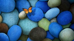 butterfly stones insect