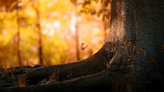 butterfly Trees nature bokeh fall