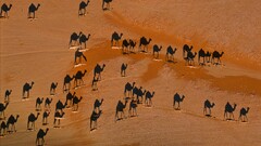 Camels desert Animals