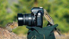 camera chipmunks photography squirrel Animals nature sciuridae