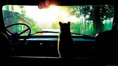 Car cats sun