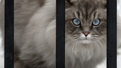 cats animal eyes fence door Siamese cats