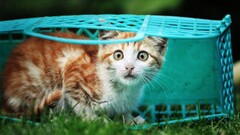 cats Animals baskets grass