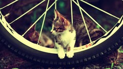 cats Animals bicycle Kittens