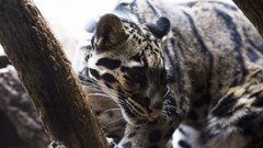 cats Animals big cats Mammals