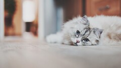 cats Animals blue eyes white