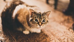 cats Animals blurred vintage