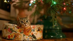 cats Animals Christmas
