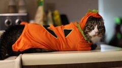 cats Animals Costumes