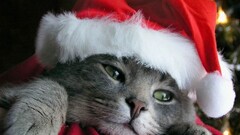 cats Animals feline Christmas hat