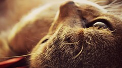 cats Animals feline nature