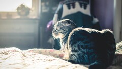 cats Animals indoors Mammals