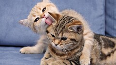 cats Animals licking
