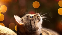 cats Animals looking up bokeh