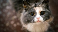 cats Animals Mammals