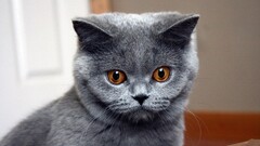 cats Animals Mammals animal eyes