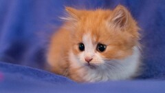 cats Animals Mammals baby animals dark eyes