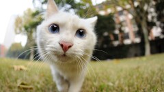 cats Animals Mammals blue eyes