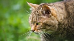 cats Animals Mammals green eyes