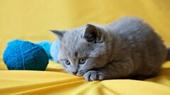 cats Animals Mammals