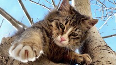 cats Animals Mammals