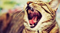 cats Animals Mammals