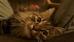 cats Animals Mammals