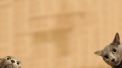 cats Animals Mammals