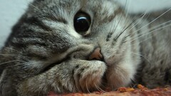 cats Animals Mammals