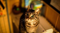 cats Animals Mammals