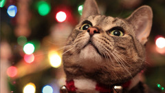 cats Animals Mammals