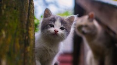 cats Animals Mammals