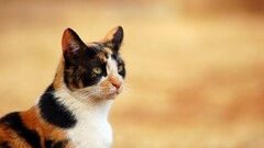 cats Animals Mammals