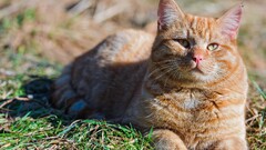 cats Animals Mammals