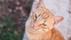 cats Animals Mammals